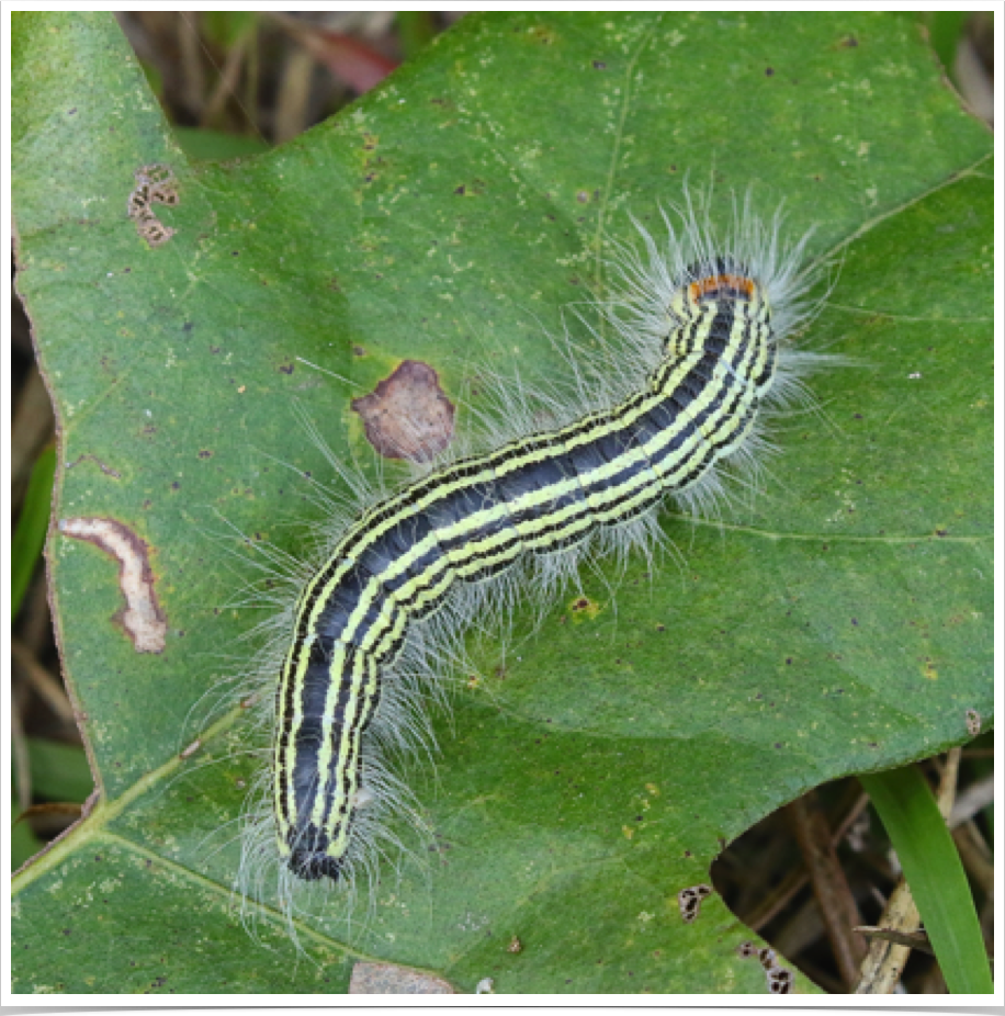 Contracted Datana on Post Oak
Datana contracta
Bibb County, Alabama Contracted Datana on Post Oak
Datana contracta
Bibb County, Alabama